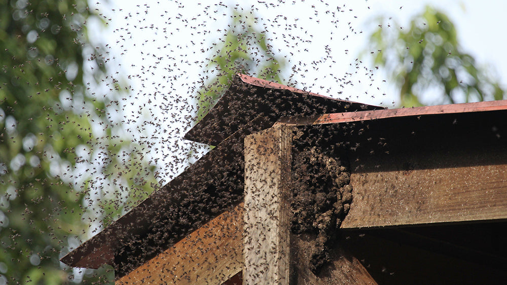 Why Do Bees Swarm? Bee Happy Beekeeping
