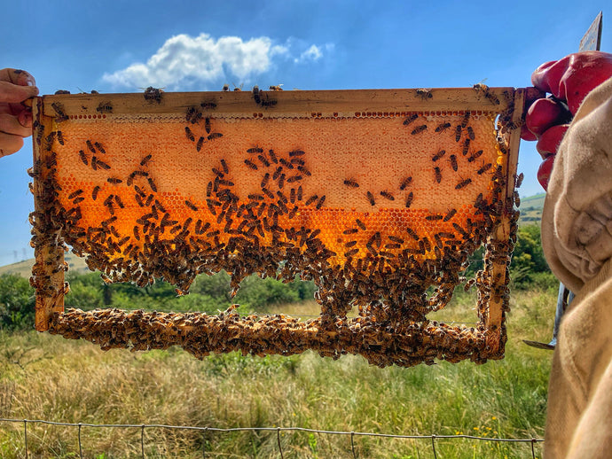 Harvesting Your Honey