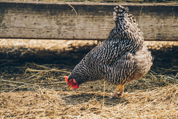 Everything You Need to Know About Nesting Boxes for Happy, Healthy Chickens