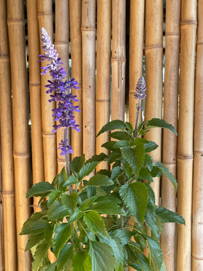 Salvia farinacea