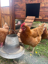 Load image into Gallery viewer, Chicken Coop with Nesting Boxes and Run
