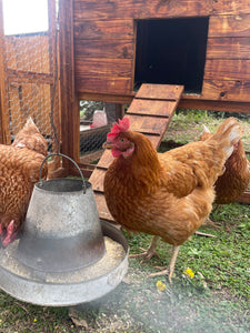 Chicken Coop with Nesting Boxes and Run