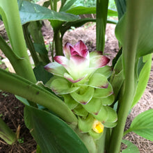 Load image into Gallery viewer, Turmeric Plant - Live plant