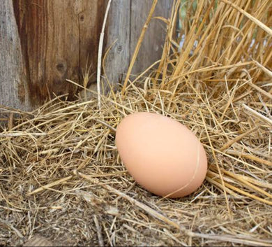 Nest Box Egg