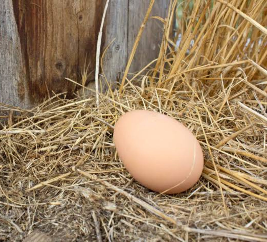 Nest Box Egg