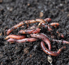 Load image into Gallery viewer, Live Red Wiggler Worms