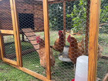 Load image into Gallery viewer, Chicken Coop with Nesting Boxes and Run