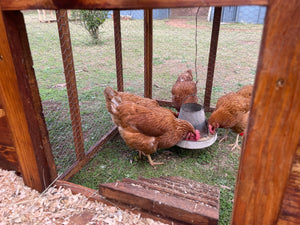 Chicken Coop with Nesting Boxes and Run