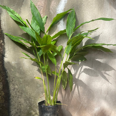 Galangal (Alpina Galangal) Rooted Plant