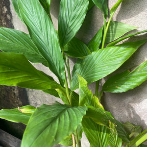 Green Cardamom (Elettaria cardamomum) Rooted Plant