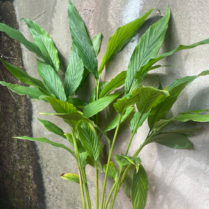 Green Cardamom (Elettaria cardamomum) Rooted Plant