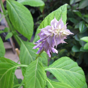 Salvia divinorum